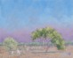 Termite mounds and Shade from an Acadia tree on a Hot Afternoon
