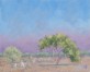 Termite mounds and Shade from an Acadia tree on a Hot Afternoon