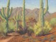 Sweetwater Saguaros