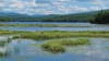 Tupper Lake Marsh