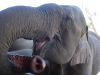 Elephant we fed at an rescue park northwest of Chiang Mai, Thailand