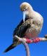 Red-footed boobie roosting in tree in GalapagosRed-footed boobie roosting in tree in the Galapagos Islands, Ecuador