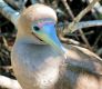 Red-footed boobie in Galapagos showing off colorful beakRed-footed boobie in Galapagos Islands of Ecuador showing off colorful beak