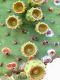 Cactus in GalapagosCactus blooms in Galapagos Islands, Ecuador