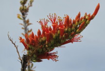 Ocotillo Bloom