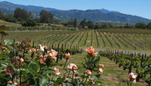 Luncheon View at Coppola Vineyard