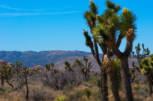 Joshua Tree