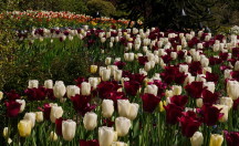 Dave's photo of Butchart Gardens