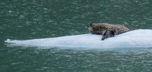 Mother and young near the glacier