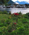Wild Rododendrons in Sitka