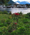 Wild Rododendrons in Sitka