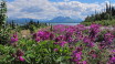 Sweet Peas along the road near Haines Junction