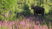 Fireweed in mid-summer