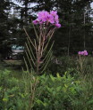 Late summer Fireweed in Jasper