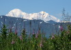 Fireweed early in the summer